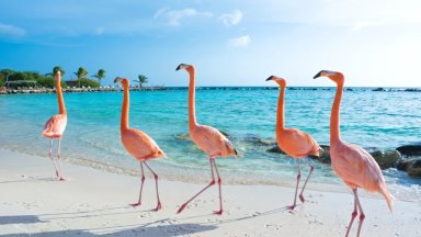 ARUBA ARUBA