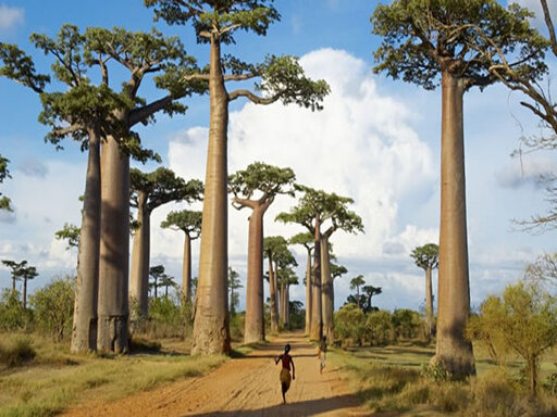MADAGASCAR MORONDAVA